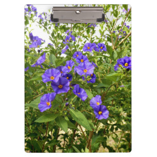 Porte-bloc Sisyrinchium Angustifolium Porte - bloc