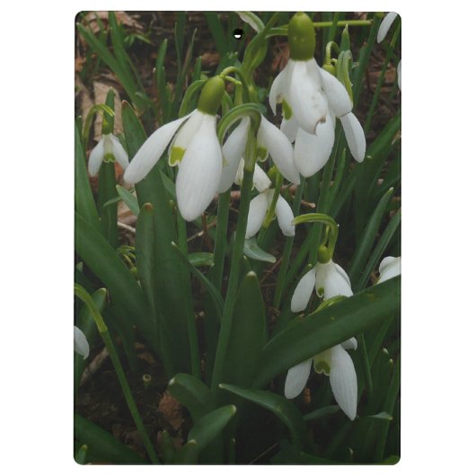Porte-bloc Snowdrops I (Dos)