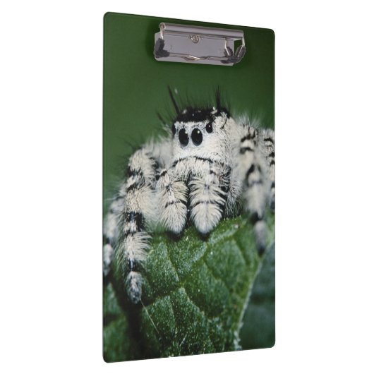 Porte-bloc Spider de la Métaphide (Swatch)