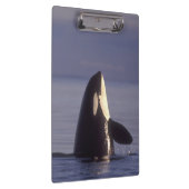 Porte-bloc Spyhopping Orca Killer Whale (Orca orcinus) près d (Swatch)