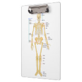 Porte-bloc Squelette pour médecins (Gauche)