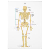 Porte-bloc Squelette pour médecins (Dos)