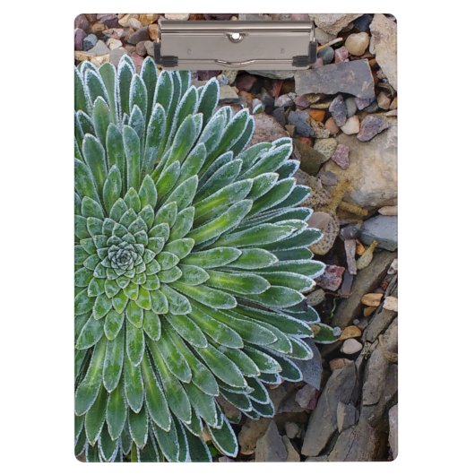 Porte-bloc Succulent plante du désert (Devant)
