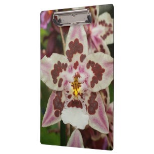 Porte-bloc Superbe orchidée Phalaenopsis multicolore