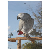 Porte-bloc Superbe perroquet gris africain (Dos)