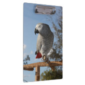 Porte-bloc Superbe perroquet gris africain (Swatch)