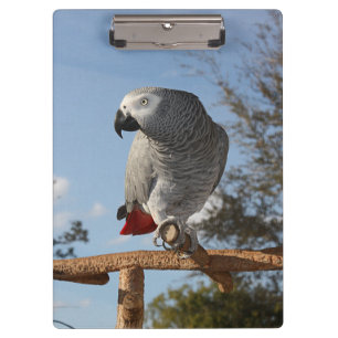 Porte-bloc Superbe perroquet gris africain