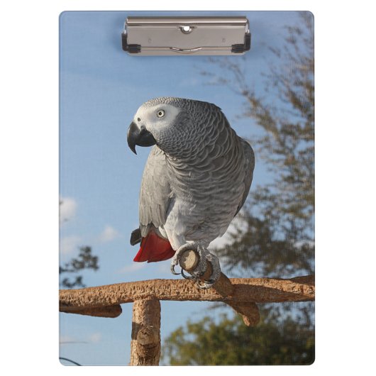 Porte-bloc Superbe perroquet gris africain (Devant)