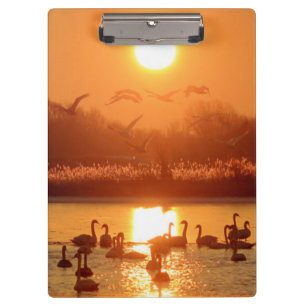 Porte-bloc Swans dans le lac au coucher du soleil