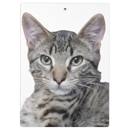 Porte-bloc Tabby Kitten (Dos)