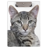 Porte-bloc Tabby Kitten (Devant)