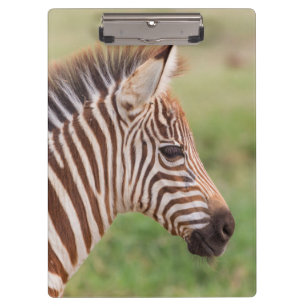 Porte-bloc Tête de bébé zèbre, Tanzanie
