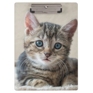 Porte-bloc Tête de Chat Mignonne