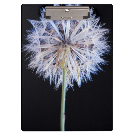 Porte-bloc Tête de semence Dandelion (Taraxacum Officinale) (Devant)