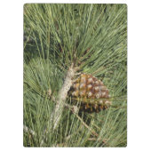 Porte-bloc Torrey Pine Closeup California Botanical (Dos)