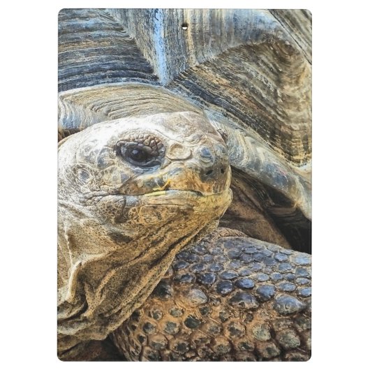 PORTE-BLOC TORTOISE (Dos)