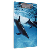 Porte-bloc Trio de Dolphins (Swatch)