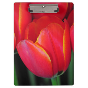 Porte-bloc Tulipes à ressort rouge