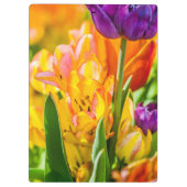 Porte-bloc Tulipes Enchanter 01 (Dos)