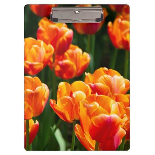 Porte-bloc Tulipes orange vif dans le parc (Devant)