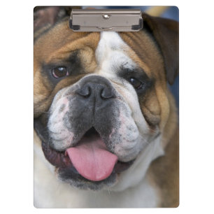 Porte-bloc Un bouledogue anglais en Belgique.