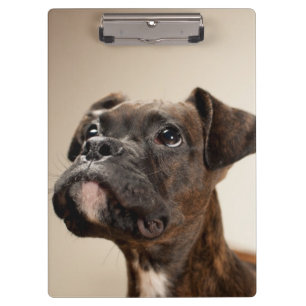 Porte-bloc Un chiot Brindle de boxeur recherchant