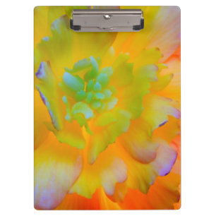 Porte-bloc Une fleur de begonia lumineuse à contre-jour