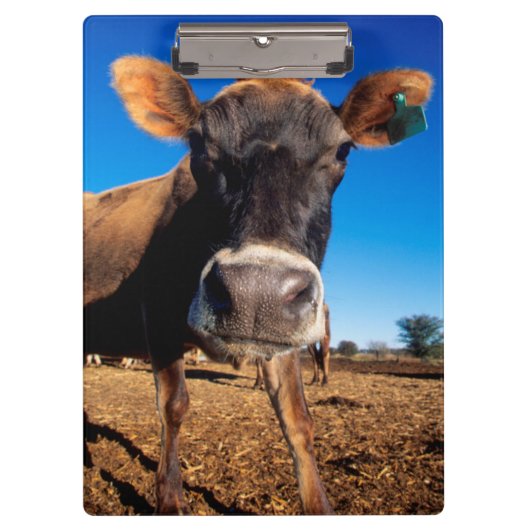 Porte-bloc Une vache Jersey curieuse (Devant)