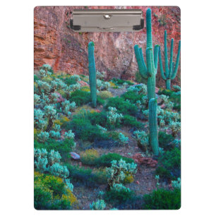 Porte-bloc USA, Arizona. Flore du désert