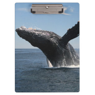 Porte-bloc Violation adulte de baleine de bosse