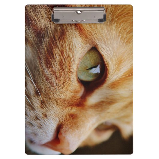 Porte-bloc Visage déterminé d'un chat de gingembre (Devant)