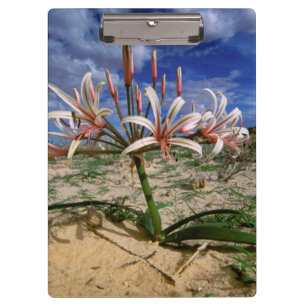 Porte-bloc Vlei Lily (Nerine Laticoma) en fleurs