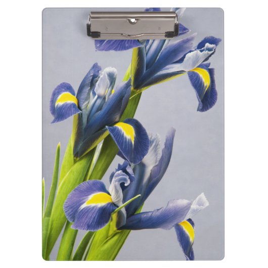 Porte-bloc Washington, Redmond, Iris violets (Devant)