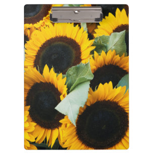 Porte-bloc Washington, Seattle, Tournesol à vendre pike