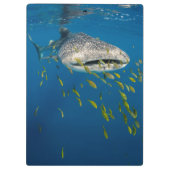 Porte-bloc Whale Shark with fish, Indonésie (Dos)