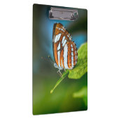 Porte-bloc White and Orange Striped Butterfly (Swatch)