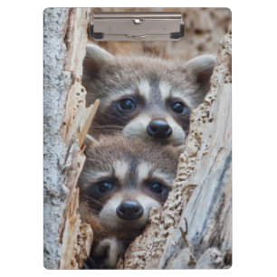 Porte-bloc Wyoming, Lincoln County, Raccoon