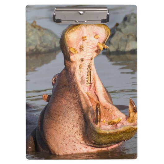 Porte-bloc Yawning hippo, Tanzanie (Devant)