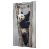 Porte-bloc Young Panda climbing a tree, Chine (Gauche)