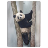 Porte-bloc Young Panda climbing a tree, Chine (Dos)