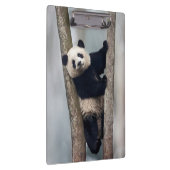 Porte-bloc Young Panda climbing a tree, Chine (Swatch)