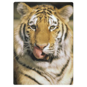 Porte-bloc Zoo de Tiger Michigan (Dos)