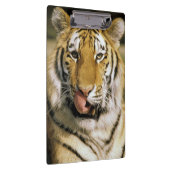 Porte-bloc Zoo de Tiger Michigan (Swatch)