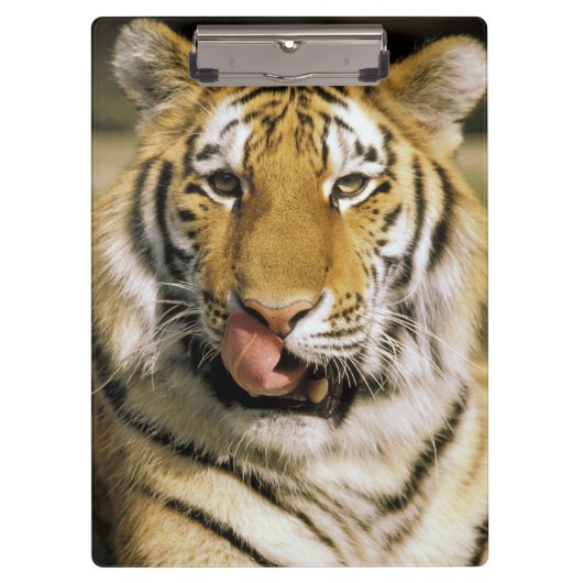 Porte-bloc Zoo de Tiger Michigan (Devant)