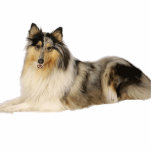 Porte-clé Photo Sculpture blue merrough collie laying<br><div class="desc">RC</div>