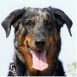 Porte-clé Photo Sculpture harlequin Beauceron<br><div class="desc">b</div>