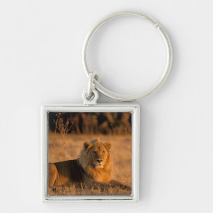 Porte-clés Afrique, Botswana, Delta de l'Okavango. Lion (Pant