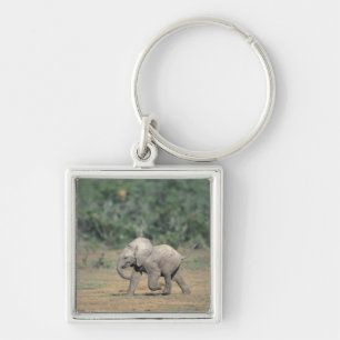 Porte-clés Afrique du Sud, Parc national d'Addo Elephant. Béb