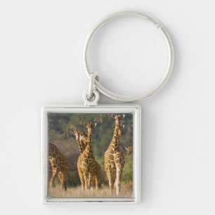 Porte-clés Afrique. Kenya. Troupeau de girafes réticulées
