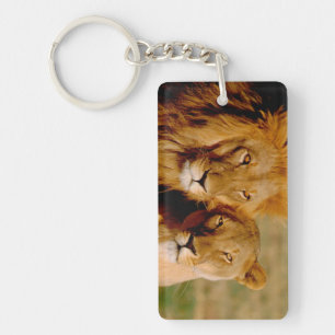 Porte-clés Afrique, Namibie, Okonjima. Lion & lionne
